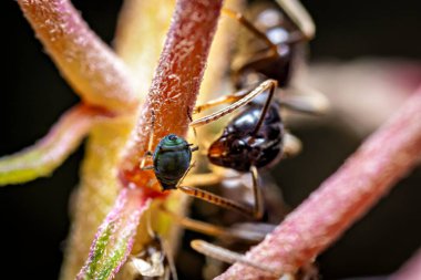 Vahşi doğada küçük siyah kediler