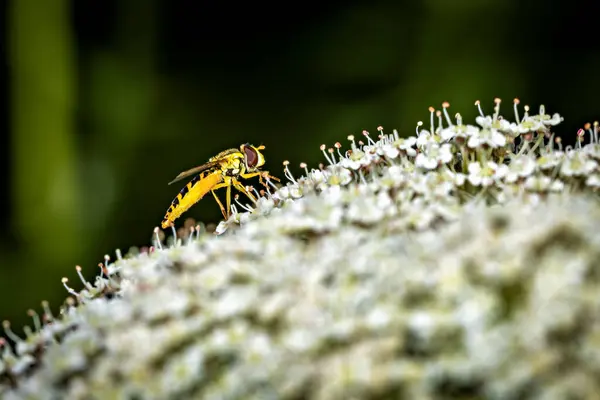 Stock image A hoverfly on a flower