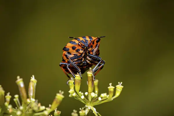 Stock image An europea striped shield bug