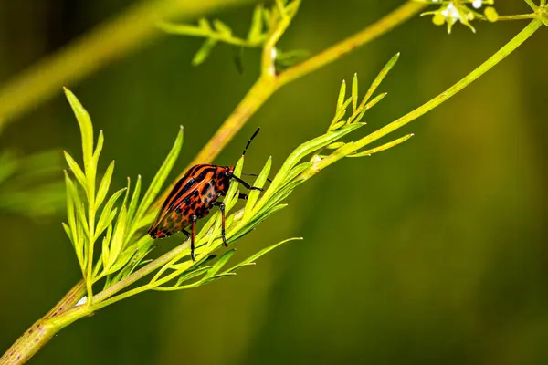 stock image An europea striped shield bug