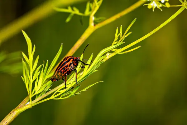 Stock image An europea striped shield bug