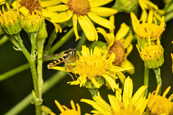 Bir çiçek üzerinde bir hoverfly