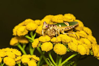 A Adult Flower Mantis in the wild clipart