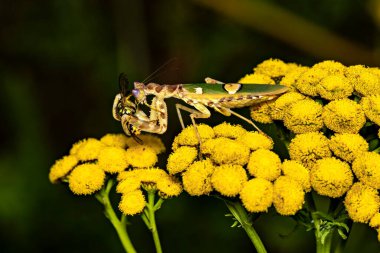 A Adult Flower Mantis in the wild clipart