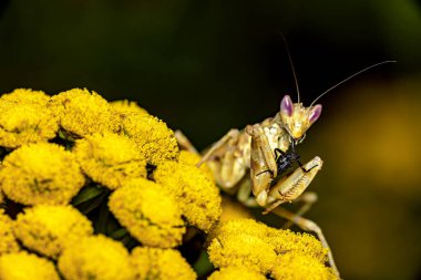 A Adult Flower Mantis in the wild clipart