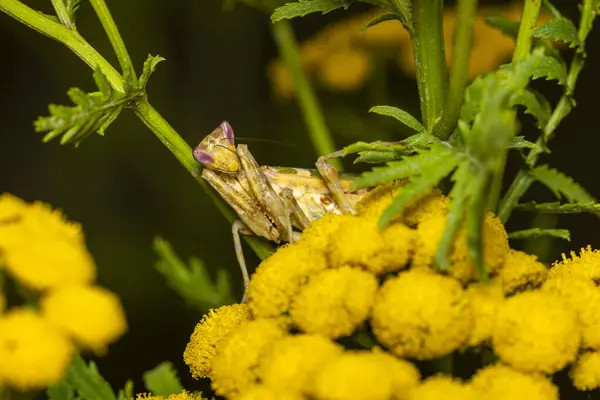 stock image A Adult Flower Mantis in the wild