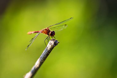 Kırmızı bir Dragonfly Ortak Darter