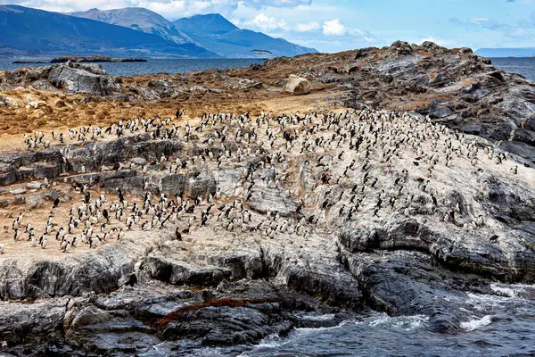 Beagle Channel 'da Karabataklar Kolonisi