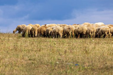 Bir çoban koyun sürüsüyle