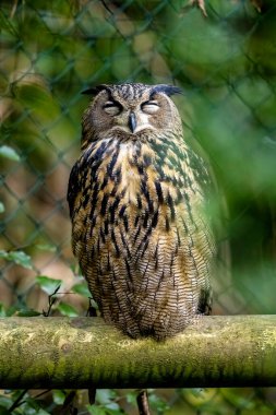 The Eurasian Eagle Owl  clipart