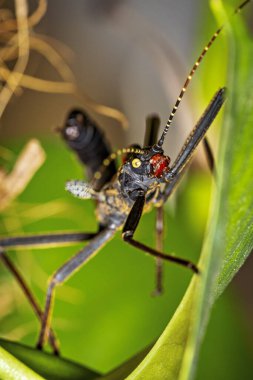 A black walking stick insect clipart