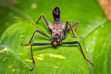 A black walking stick insect clipart