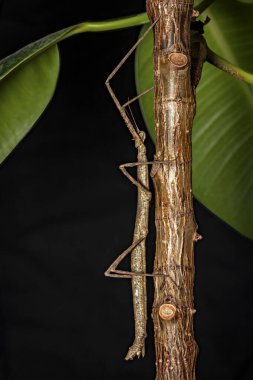 Kahverengi baston çekirgesi.