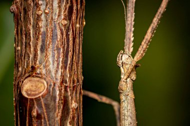Kahverengi baston çekirgesi.