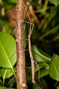 A brown walking stick insect clipart