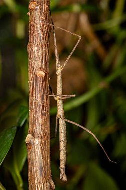 Kahverengi baston çekirgesi.