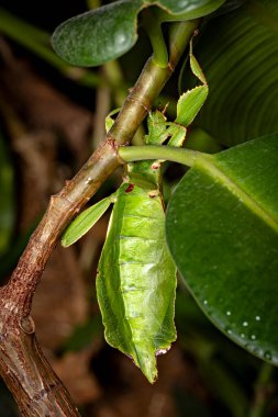 Yeşil bir yaprak böceği. 