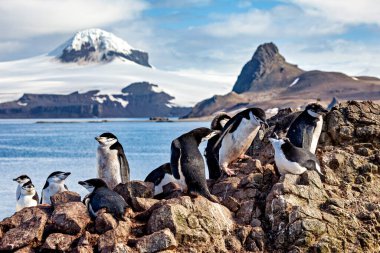 the chinstrap penguins from the Antarctic  clipart