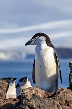 Antarktika 'dan çene kayışı penguenleri. 