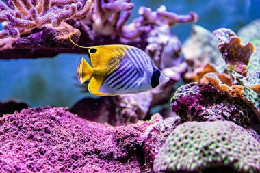 Mercan ve Balıklı Tuzlu Su Balığı