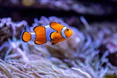 Mercan ve Balıklı Tuzlu Su Balığı