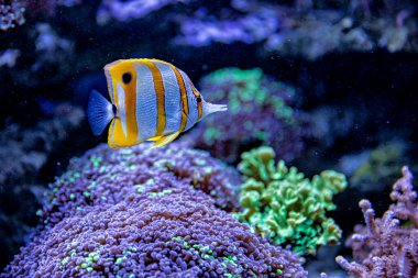 Mercan ve Balıklı Tuzlu Su Balığı