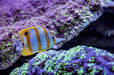 Mercan ve Balıklı Tuzlu Su Balığı