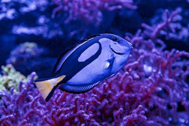 Mercan ve Balıklı Tuzlu Su Balığı