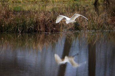 A Great White Egret in a swamp clipart