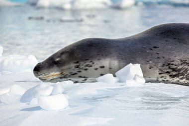 Antarktika Buzu Üzerine Leopar Mührü