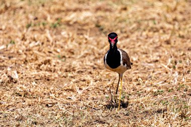 Red wattled lapwing bird in the Yala National Park of Sri Lanka clipart