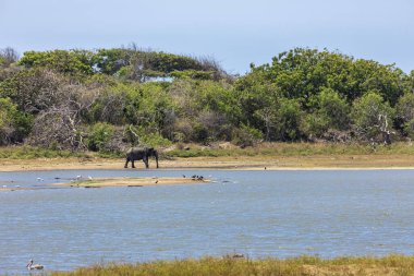 An asian elephant in the Yala National Park clipart