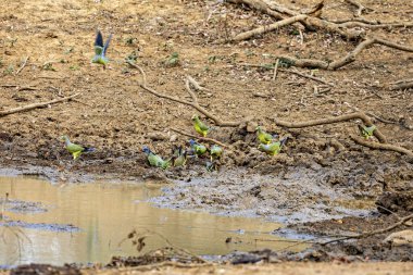 The green pigeons of the Yala National Park in Sri Lanka clipart