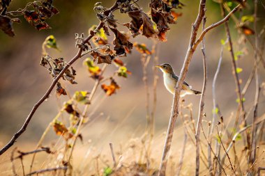 A golden headed cisticola in the wild clipart