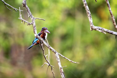  A kingfisher bird in the Yala National Park of Sri Lanka clipart