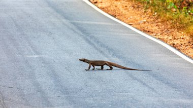 The water monitor waran in the wilderness of  Sri Lanka clipart