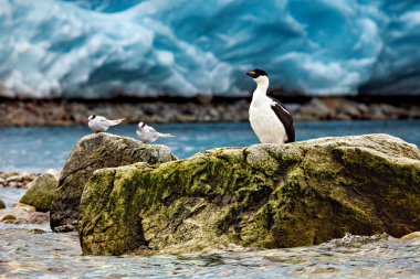 A cormorant of the antarctic wildlife clipart