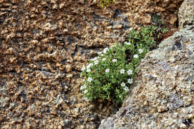 Flowers of Cerastium soleirolii between rocks clipart