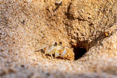 Kumsalda hayalet bir yengeç