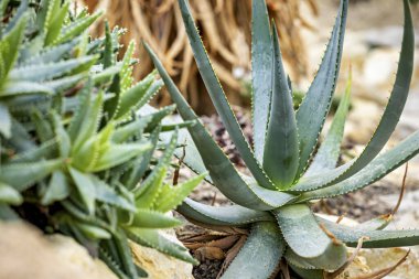 Kaktüs kuru bir alanda bitki yetiştirir. 