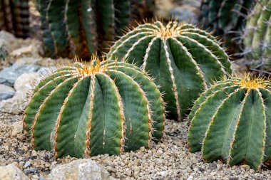 Kaktüs kuru bir alanda bitki yetiştirir. 