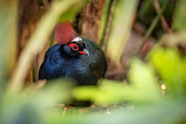 A crested wood partridge in the jungle clipart