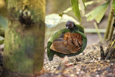 A crested wood partridge in the jungle clipart