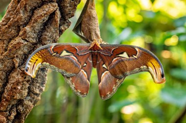 Atlas Kelebeği 'nin portresi.