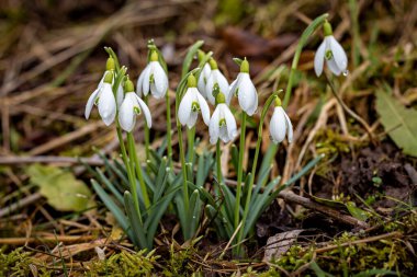 İlkbaharda kar damlası çiçekleri