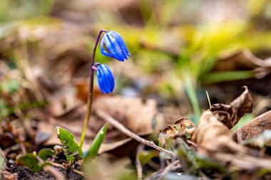 Baharın mavi Sibirya Squill 'i