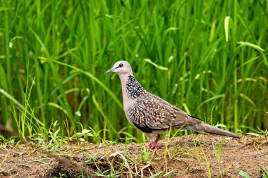 Bir doğu benekli güvercini (Spilopelia chinensis)