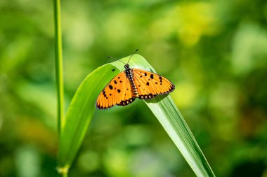 Vahşi doğadaki Tawny Coster kelebeği