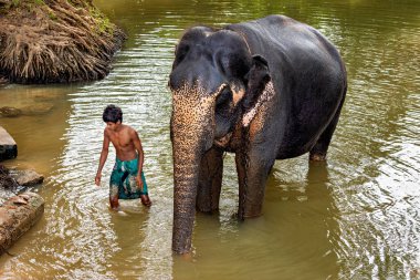 Sri Lanka 'daki Pinnawala fil yetimhanesi.