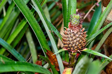 bir yabani ananas (Ananas comosus))